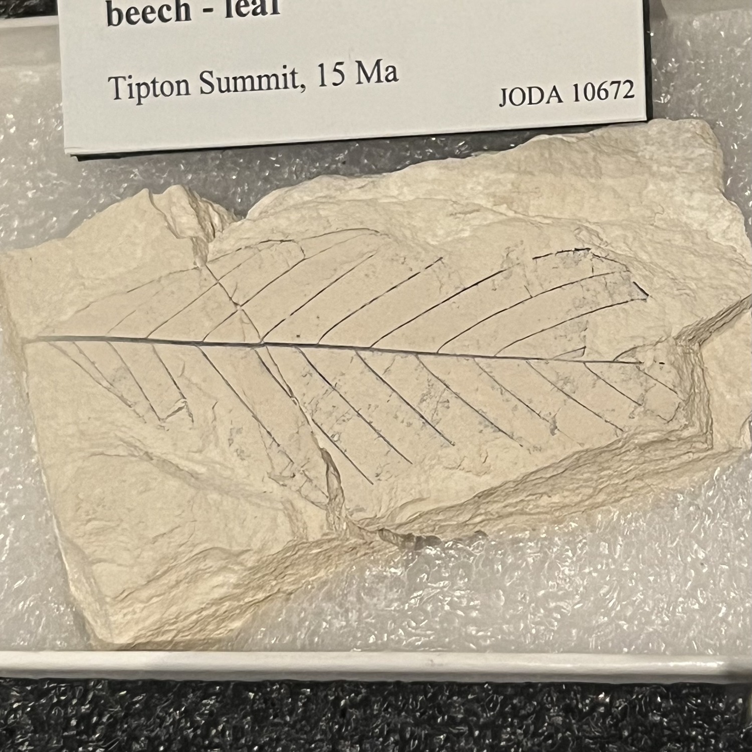 beech leaf fossil