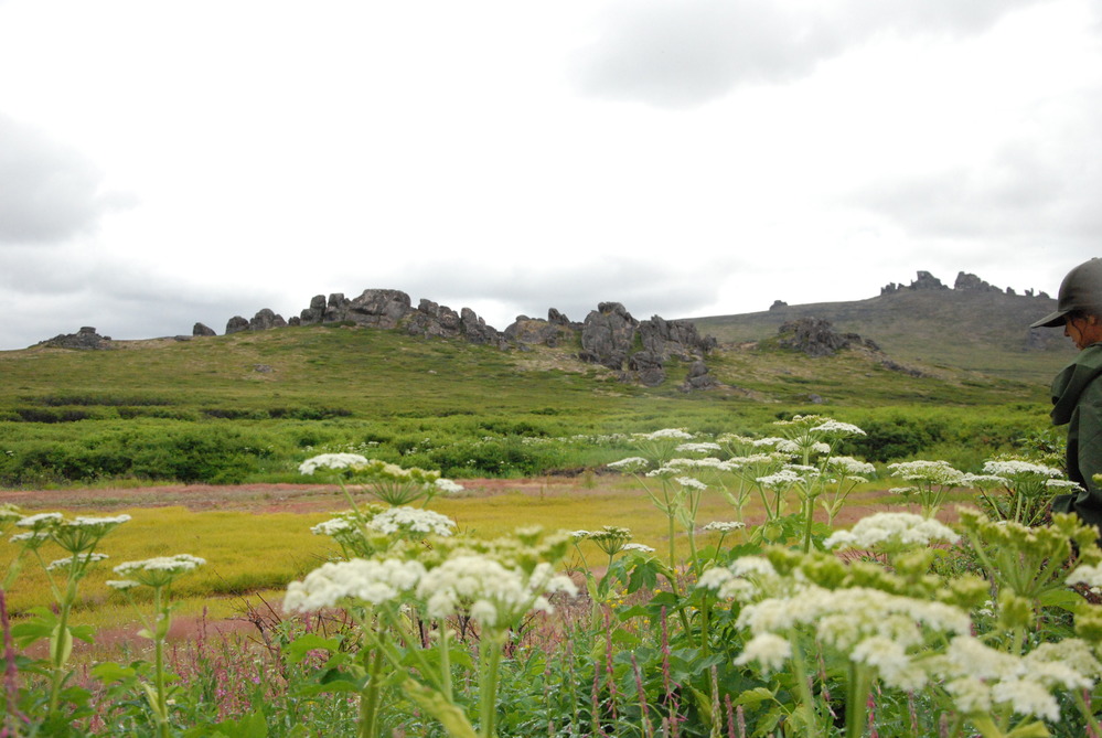 landscape view of wildflowers and tors