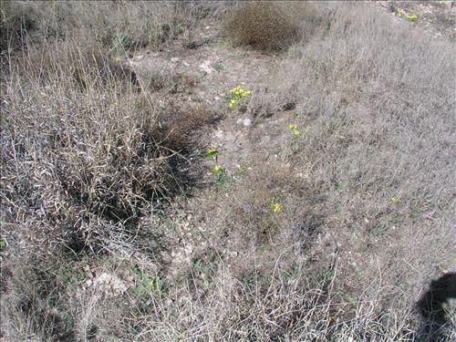 Selenia dissecta. Big Bend National Park, Dog Flat. February 2005