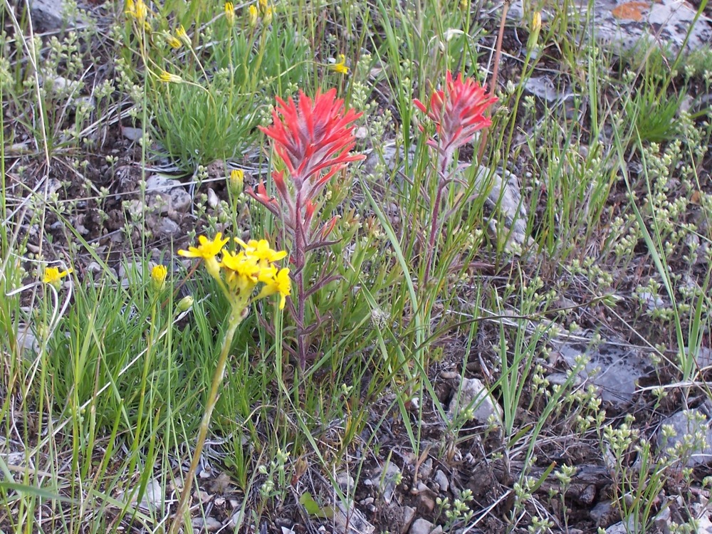 closeup Indian Paintbrush, red