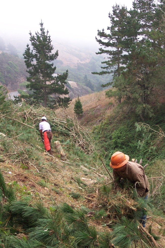 Panoramic Pines Work in Progress: Two acres of Monterey pine trees were felled and piled in the Panoramic Pines project.