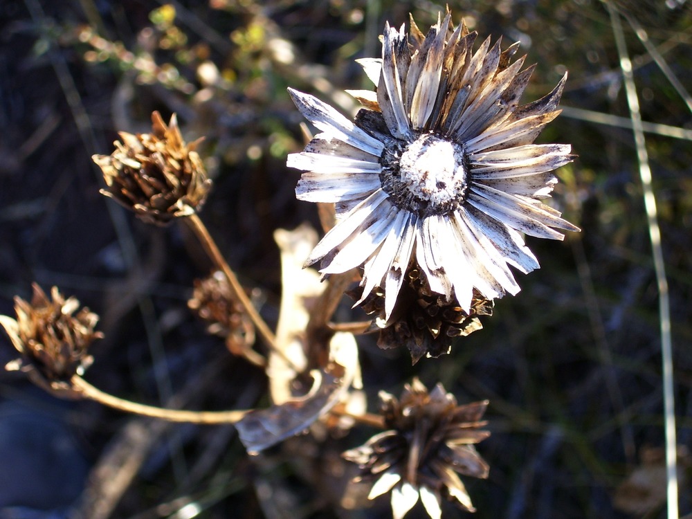seed pods, fall