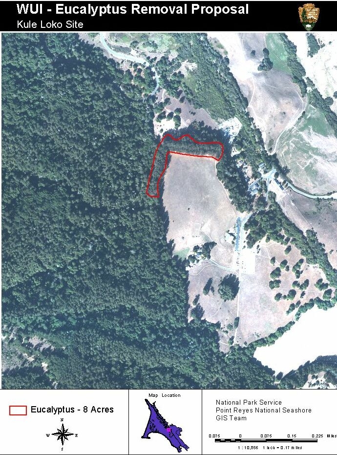 Kule Loklo Eucalyptus Removal: Non-native eucalyptus is being removed from Kule Loklo, a reconstructed Coast Miwok village, created for cultural interpretation. Fire prone eucalyptus poses a threat to the interpretive structures and other visitor facilities in this high use area.