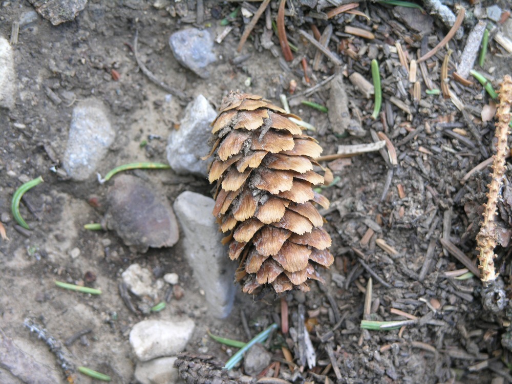 Engelmann spruce cone closeup 2 inches