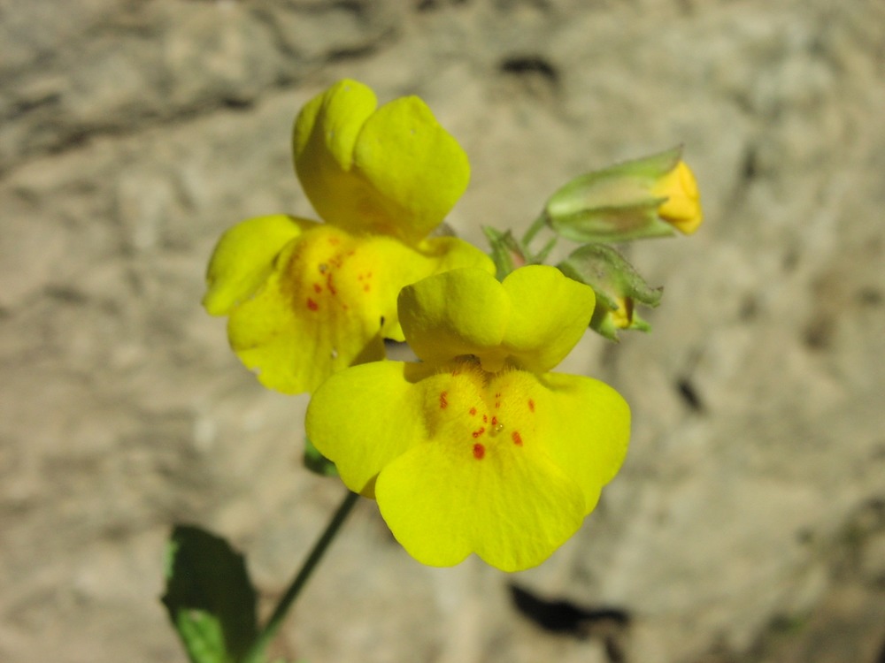 closeup of Yellow Monkey Flower