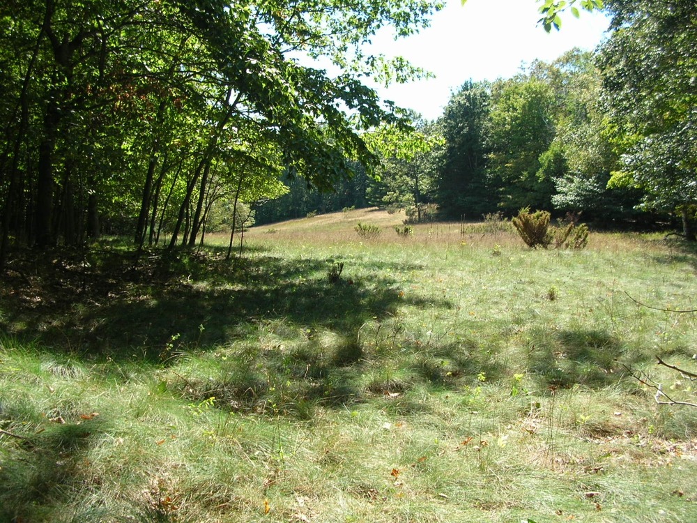 In the late 1920s Alligator Hill was developed as a golf course. See if you can see the remenants of the fairways and greens as you hike the trail.