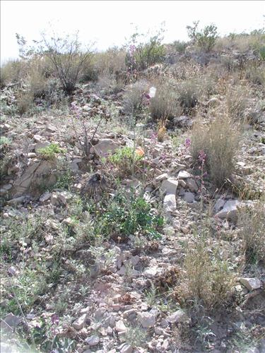 Streptanthus carinatus. Big Bend National Park, Mariscal Mountain. February 2005