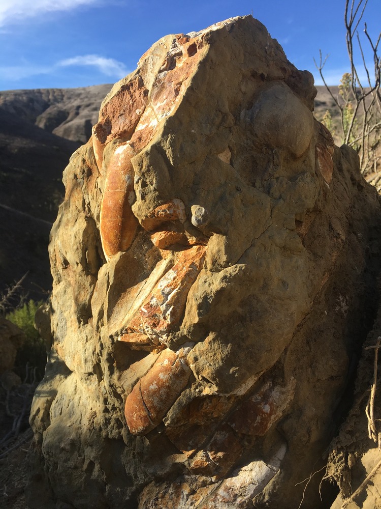 Closeup of skull of sea cow fossil.