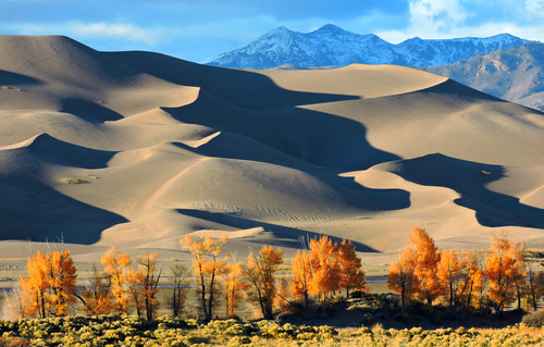 Gold Cottonwood Trees, Dunes and Cleveland Peak