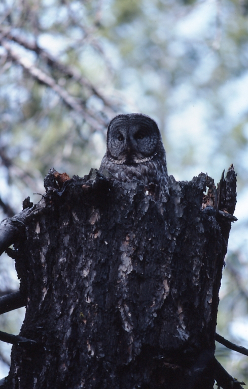 Great Gray Owl perched on stump