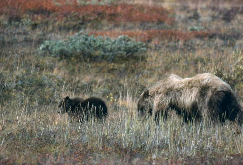 Grizzly bears, sow and cub in meadow