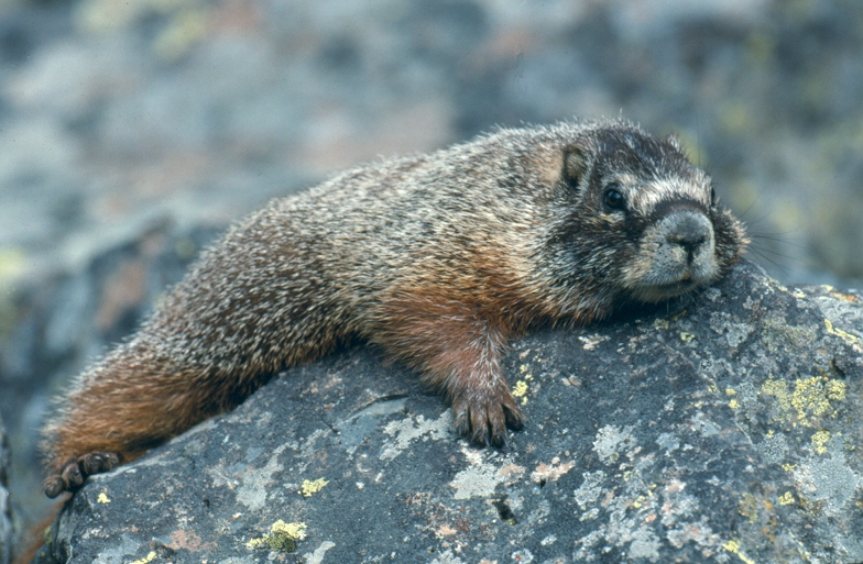 Yellow-bellied Marmot lying on boulder