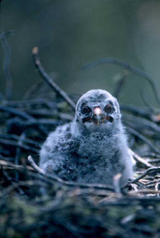 Closeup of Great Gray Owlet in nest