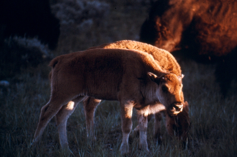 closeup of bison calf in herd