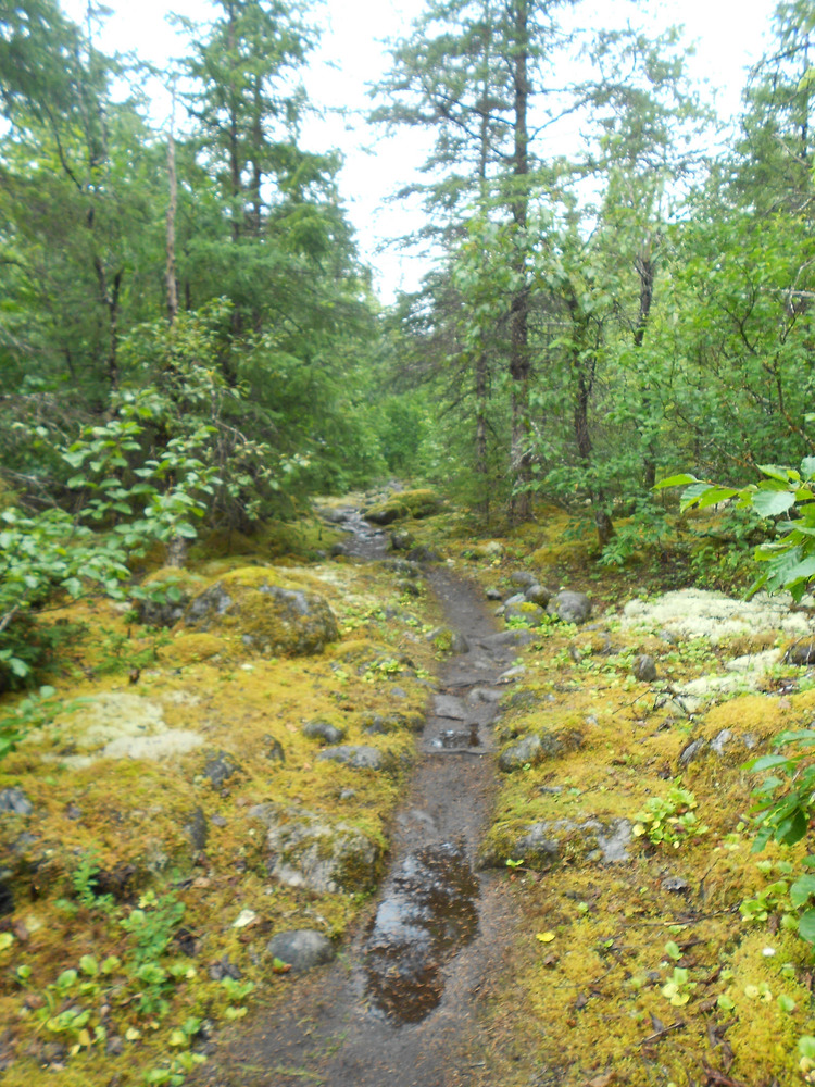 Trail near moss and medium trees