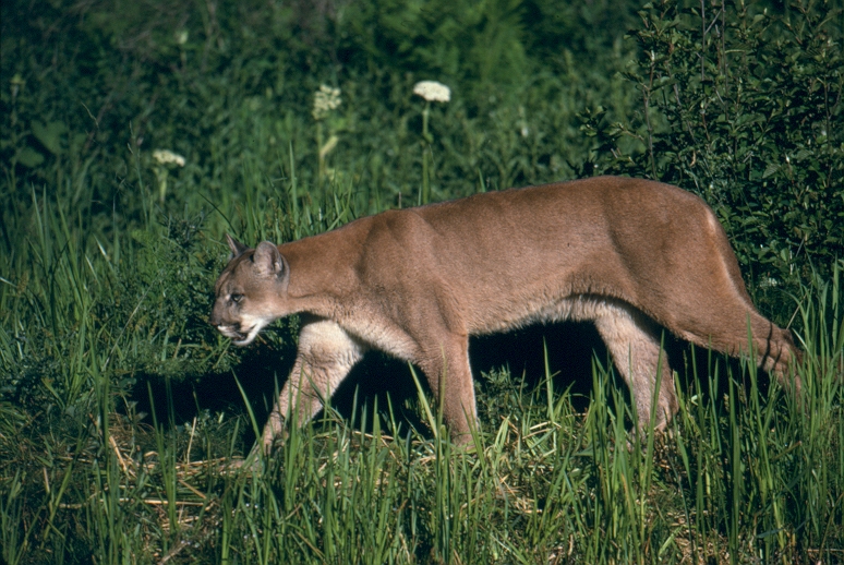Mountain lion walking through meadow