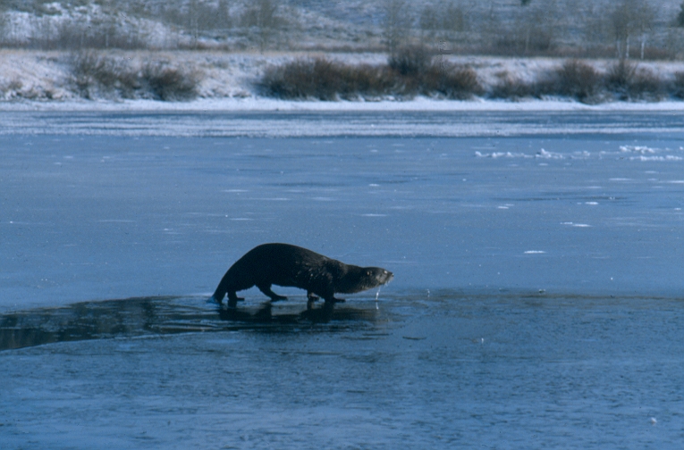 River Otter walking on ice over pond