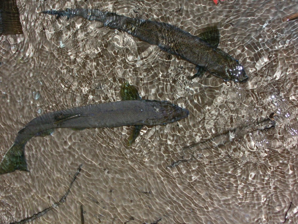 Fish in the creek under the foot bridge on the Platte Plains trail.