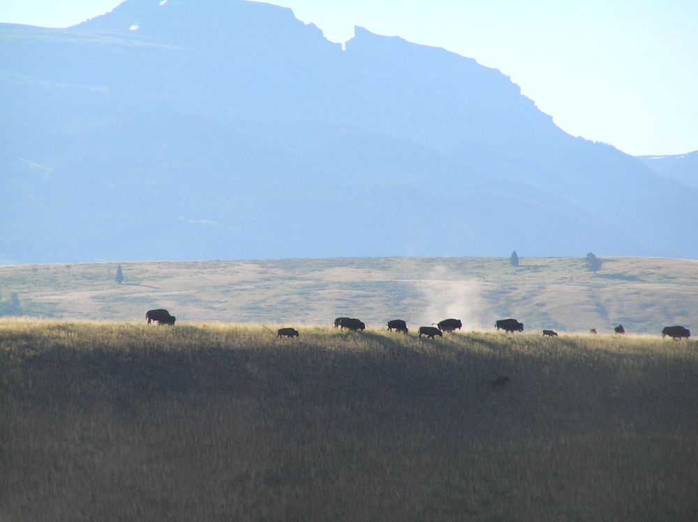Bison and Sleeping Indian, dusty fields