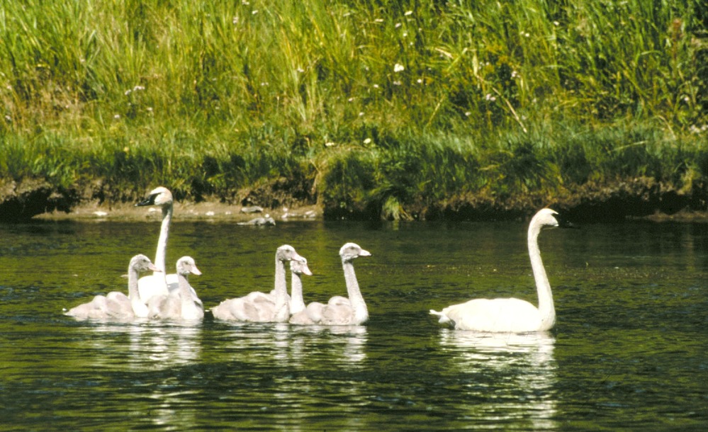 Trumpeter Swans & Cygnets