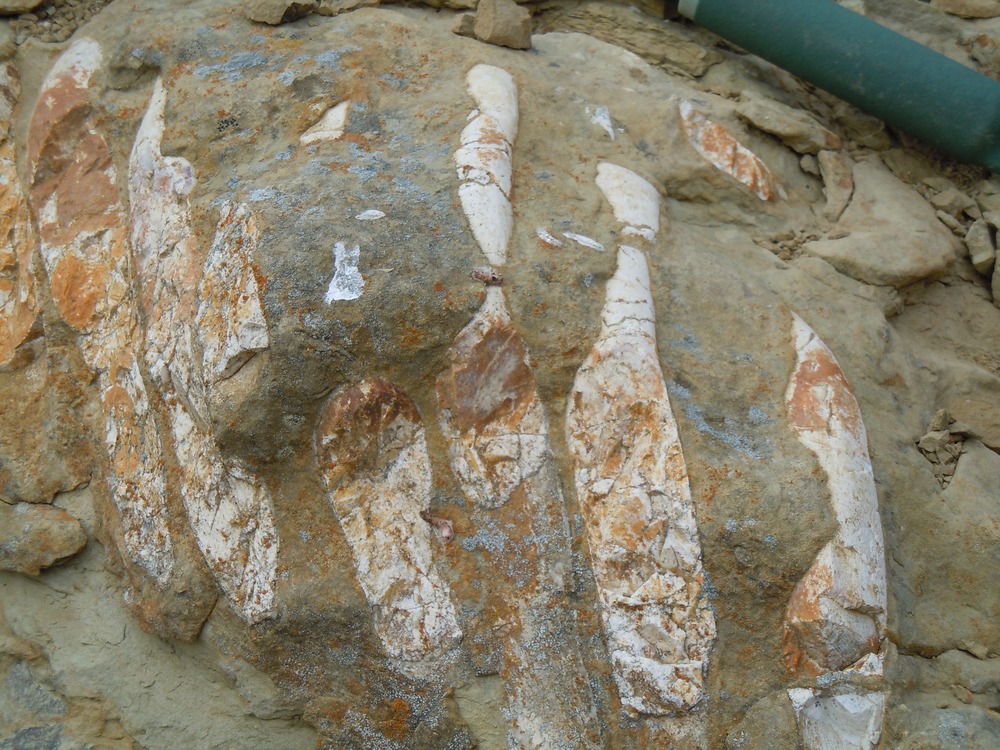 Closeup of rib cage of sea cow fossil.
