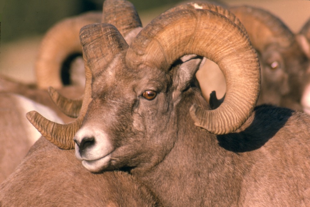Bighorn Rams closeup