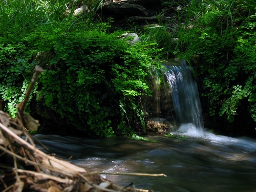 Ferns grow at the water's edge.