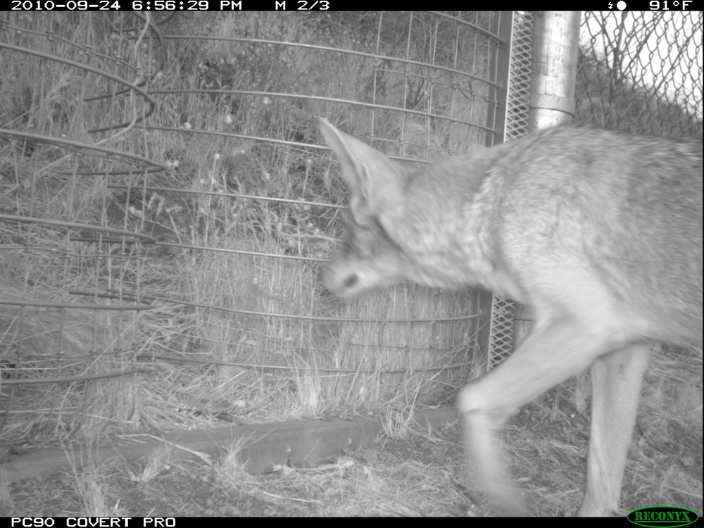 Coyote at the One-Way Gate