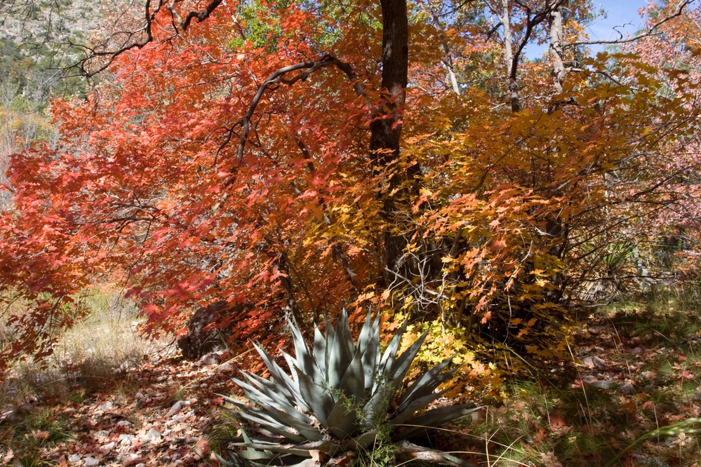 Agave in Fall