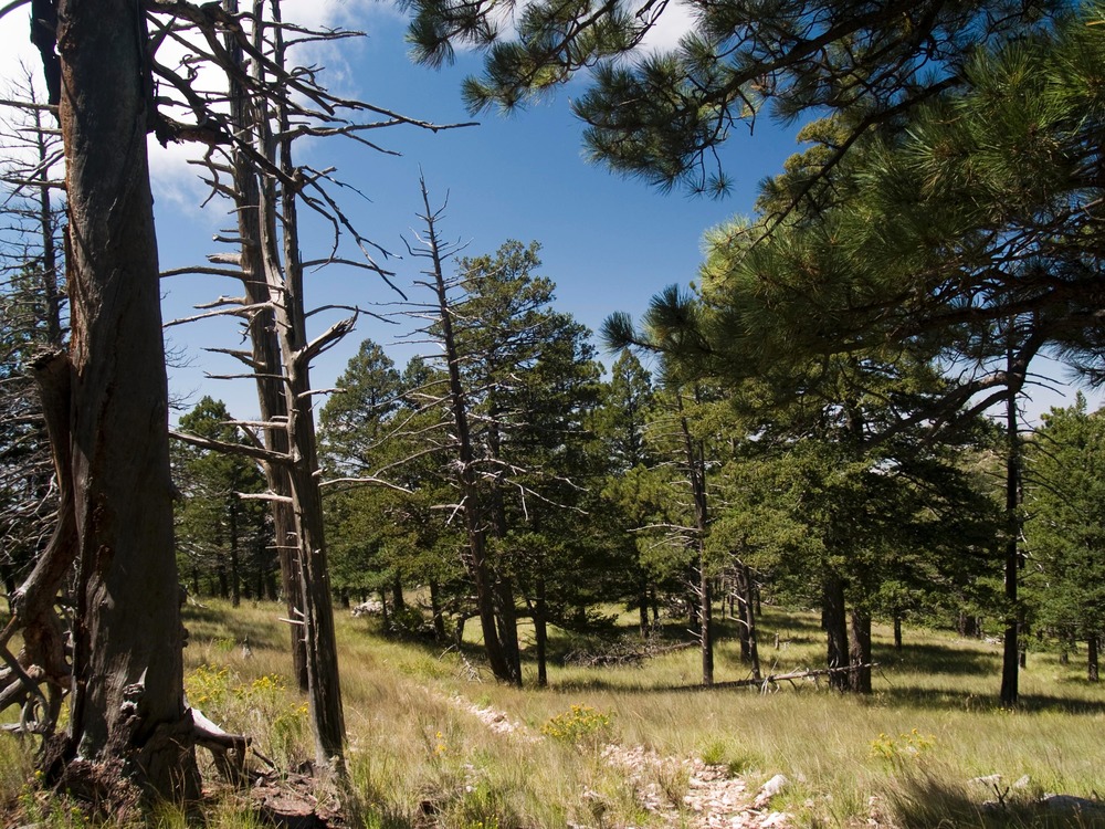 Alpine meadows, Ponderosa Pines, and Douglas Firs along the Bush Mountain Trail provide a scene not typically associated with west Texas.
