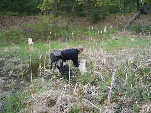 Surveying wetland habitat with a dipnet for amphibians as part of the NPS Inventory & Monitoring Network's monitoring effort in Sleeping Bear Dunes National Lakeshore. Eric Ellis is shown with the dipnet at the side slough of the Platte River.