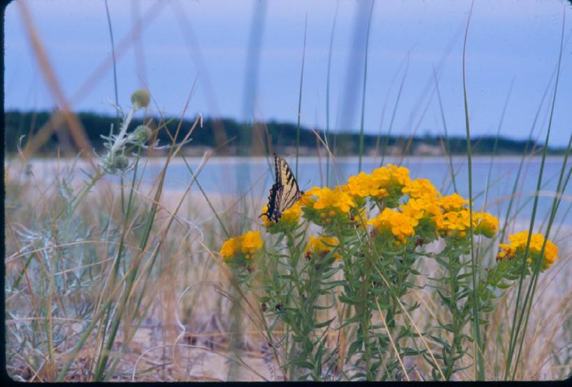 Photo of a Swallowtail Butterfly during a study of island populations of the Tiger Swallowtail Butterflies.