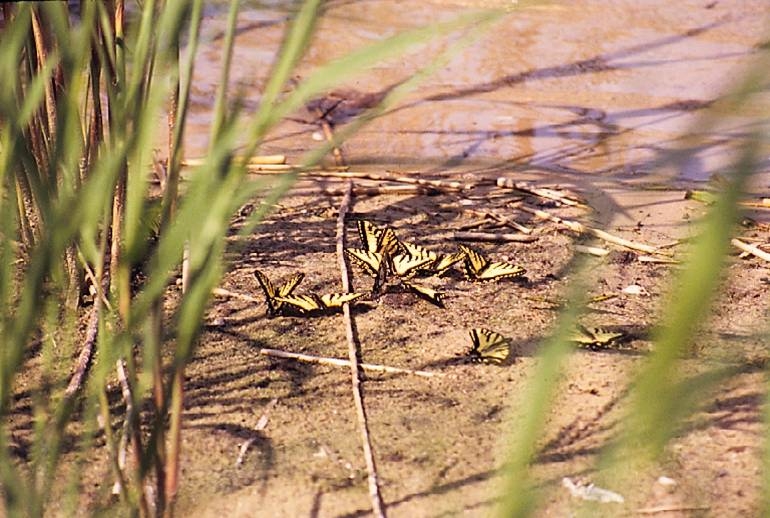 Photo of Swallowtail Butterflies during a study of island populations of the Tiger Swallowtail Butterflies.