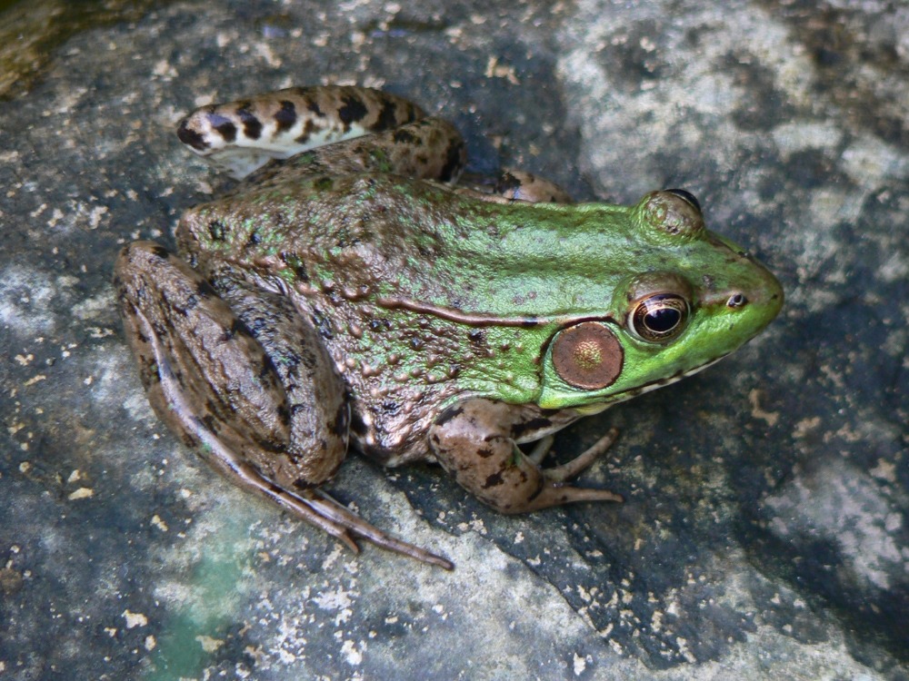 Green Frog as seen as part of a survey of Frogs and Toads.