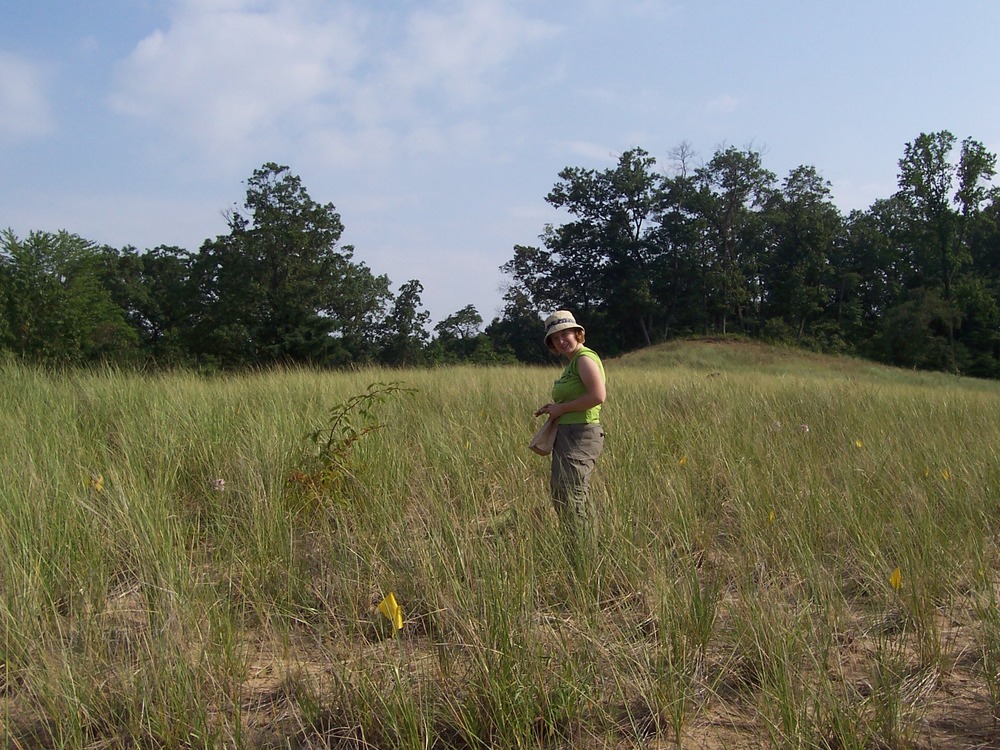Dr. Sarah Emery (Michigan State University/Rice University) sampling Ammophila populations at Indiana Dunes National Lakeshore. Study of Fungal Symbionts on Plant Invasion.