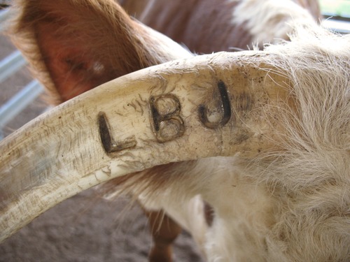 The letters "LBJ" branded on a Hereford cow's horn