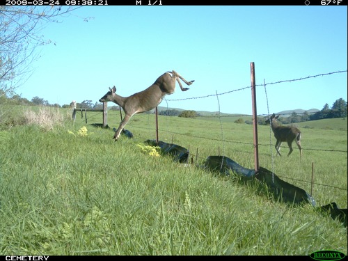 Black-tailed deer jumping a fence.