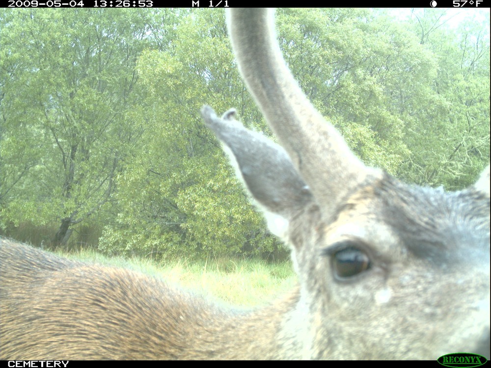 A black-tailed deer buck inspecting the camera.