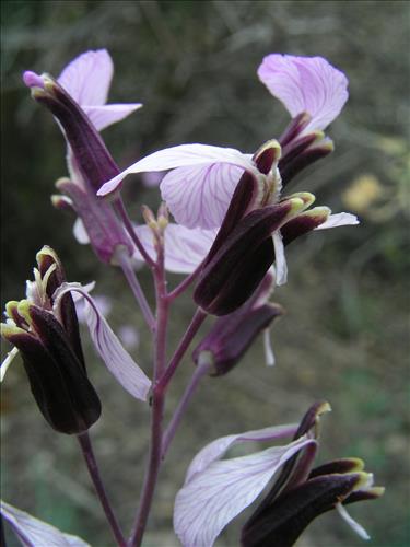 Streptanthus cutleri. Big Bend National Park, Tunnel. March 2007
