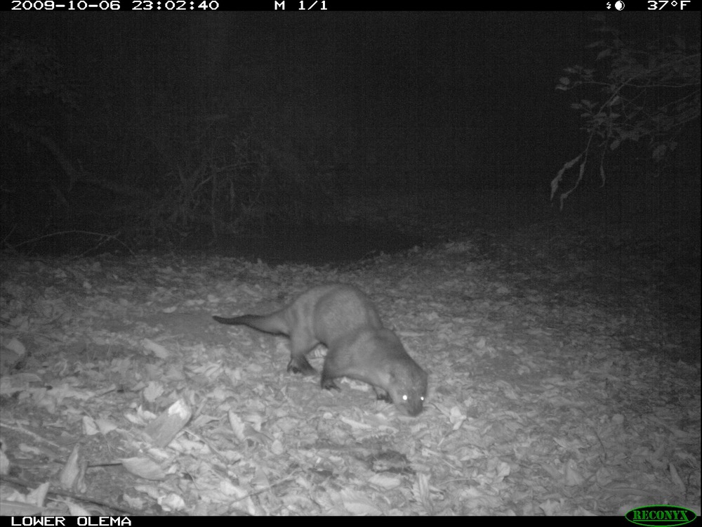 A nighttime photo of a river otter (Lontra canadensis).