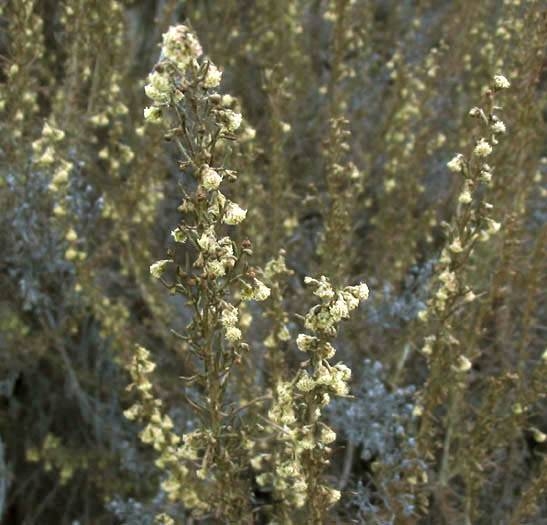 California Sagebrush Artemisia californica Circle X Ranch: Grotto trail, sage scrub, 3-8-04.