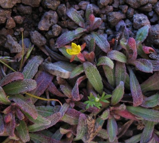 Small Evening Primrose Camissonia micrantha Circle X Ranch: Campground roadside, sage scrub, 3-7-04.