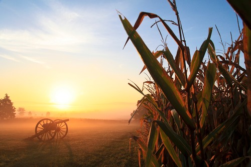 A cannon in a foggy field with cornstalks.