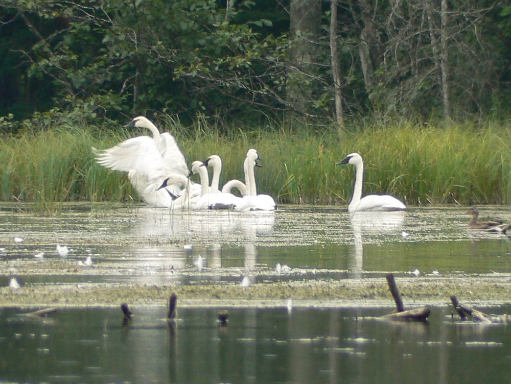 Trumpeter Swans at an inland lake.