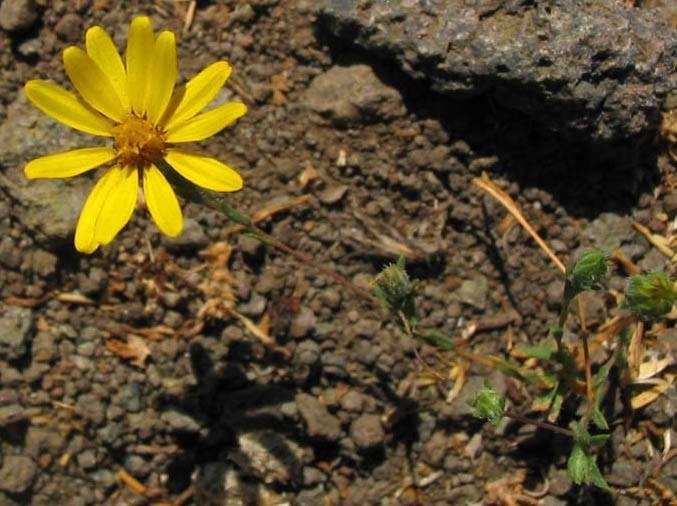 Lyon's Pentachaeta Pentachaeta lyonii Triunfo Creek Park: sage scrub, 7-8-04.