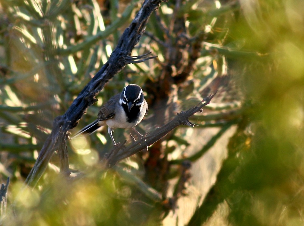 a small brown bird with light undersides, a black head and chest, and white stripes above and below its eyes