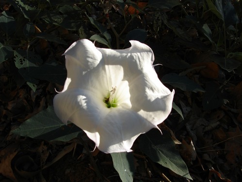 a large, white flower with dark green leaves