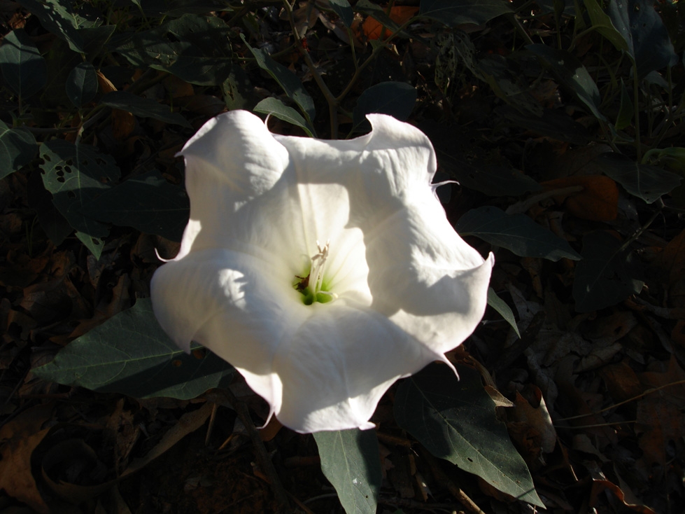 a large, white flower with dark green leaves
