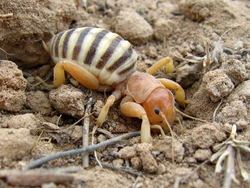 a large, tan cricket with small black eyes, thick legs, and dark stripes across its abdomen