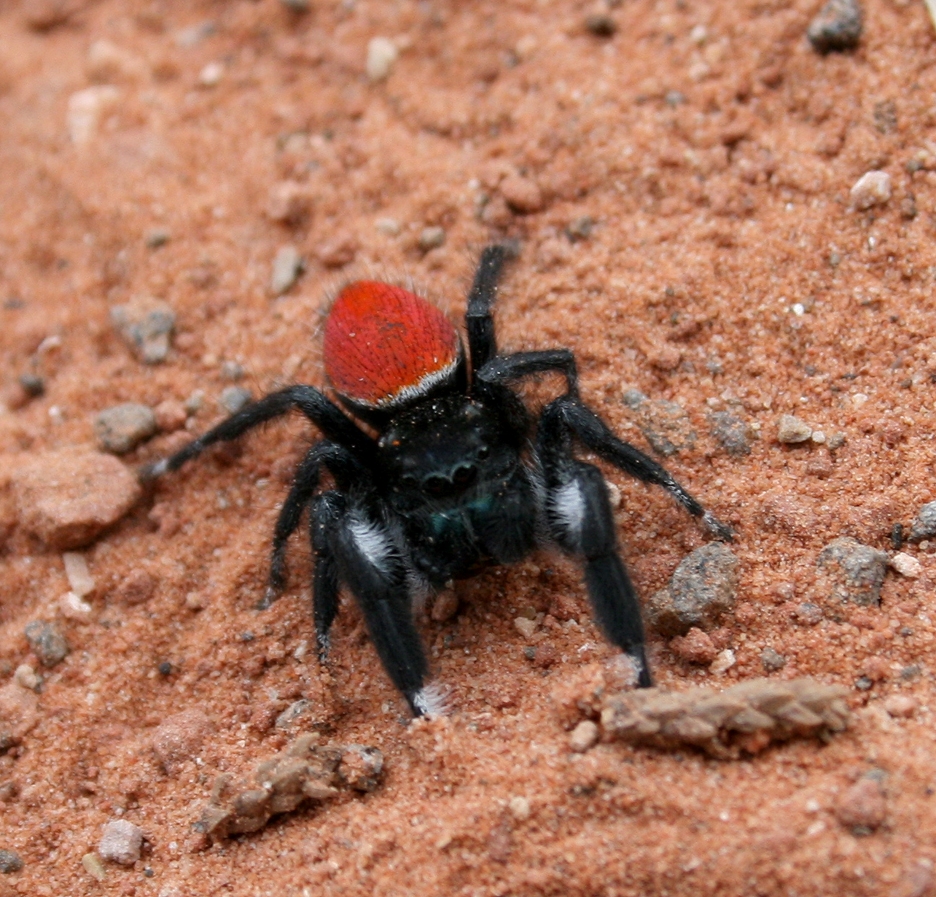 close up of a small black spider with white patches on its two front legs and fuzzy red abdomen